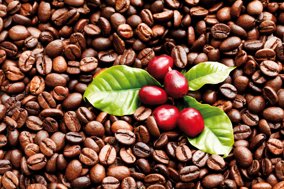 Você conhece o café jamaicano?